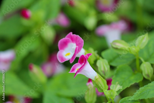 a Torenia fournieri, the bluewings or wishbone flower, is an annual plant in the Linderniaceae, photo