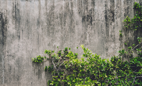 Natural background of the wall with green leaves