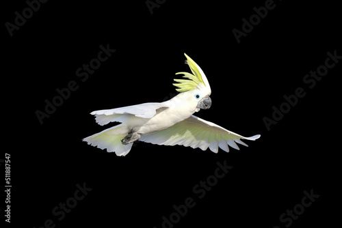Beautiful Cockatoo parrot flying isolated on black.