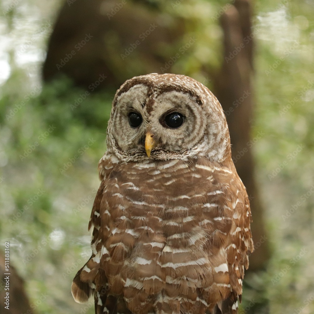 Fototapeta premium Wise Barred Owl 
