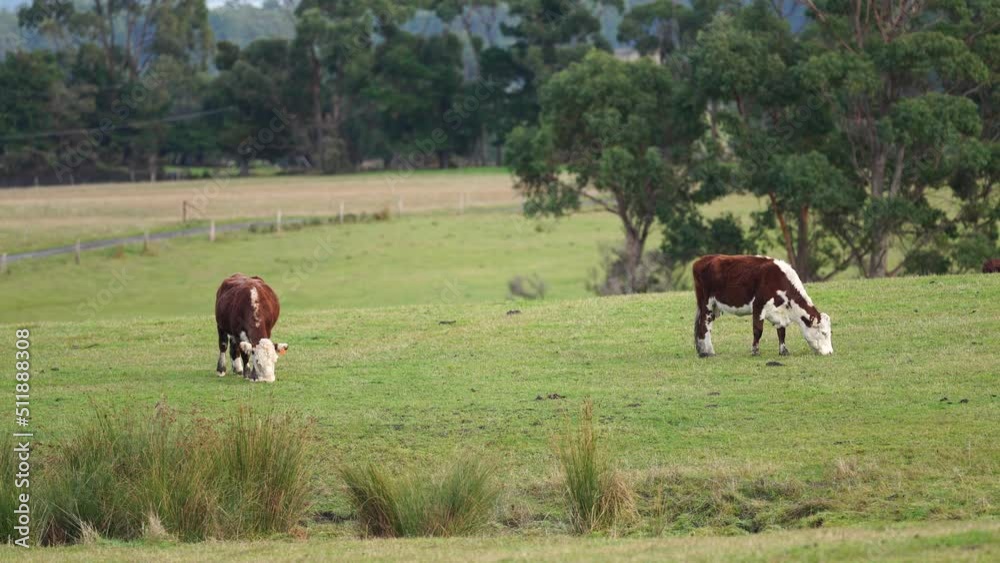 sustainable agriculture cow farm in a field, beef cows in a field. livestock herd grazing on grass on a farm. african cow, healthy regenerative food production sustainable agriculture cow farm in a field, beef cows in a field. livestock herd grazing on grass on a farm. african cow, healthy regenerative food production