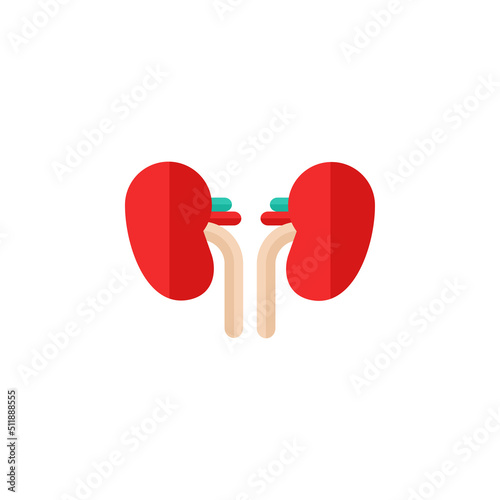 Kidney abstract flat icon. Human Internal Organ vector illustration isolated on white background. Medical diagram nephrology urology poster