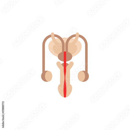 Male reproductive system anatomy abstract flat icon. Human Internal Organ vector illustration isolated on white background.
