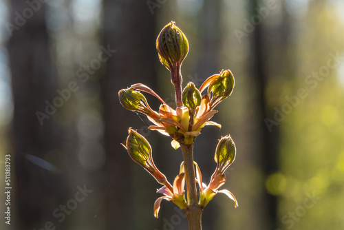 Russia. Peterhof. May 10, 2022. Young maple leaves appear from the buds.