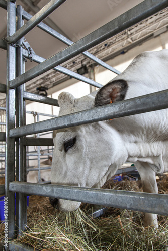 White cow behind pen bar close up