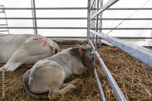 A herd of cows in a small stable at local farmers market fair