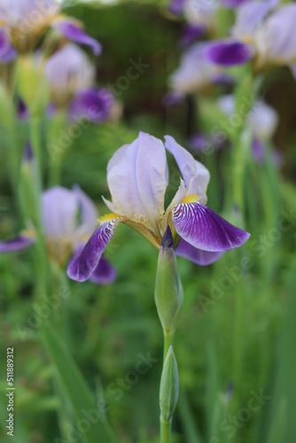 nasz pierwszy irys kosaciec niemiecki Iris germanica