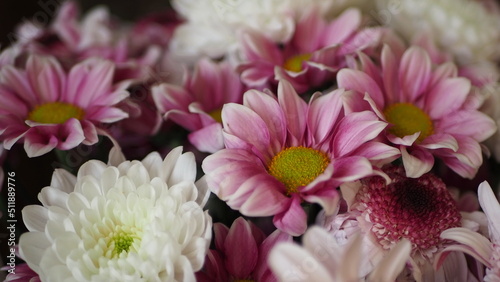 Bouquet of white and pink chrysanthemums close-up.