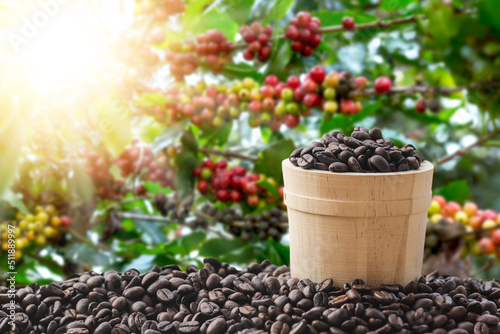 Warm coffee beans with sunlight in the morning, red beans on tree blurry background, with copy space