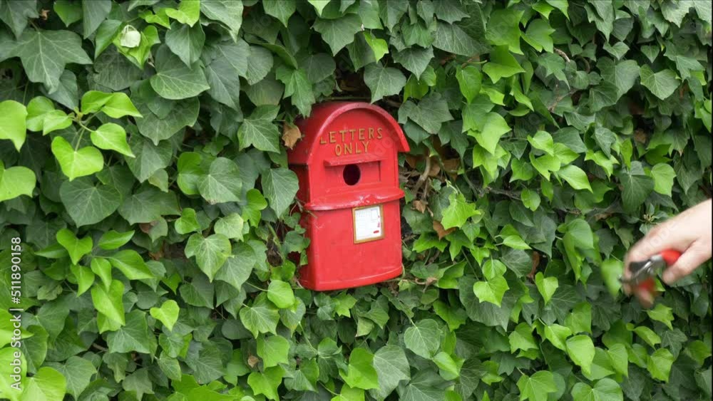 Closeup of a man’s hand using secateurs to trim ivy, next to a novelty, wall mounted, bird nesting box, like a traditional British mail box, painted red and gold, enscribed LETTERS ONLY. Closeup of a man’s hand using secateurs to trim ivy, next to a novelty, wall mounted, bird nesting box, like a traditional British mail box, painted red and gold, enscribed LETTERS ONLY.