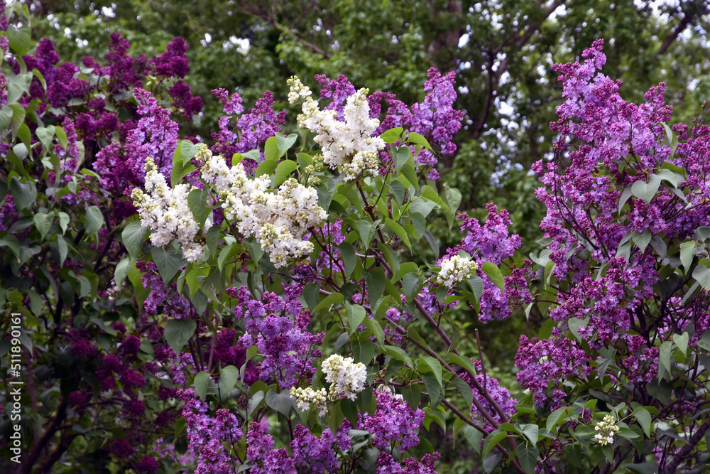Blooming lilac trees in the Lilacs garden in Moscow