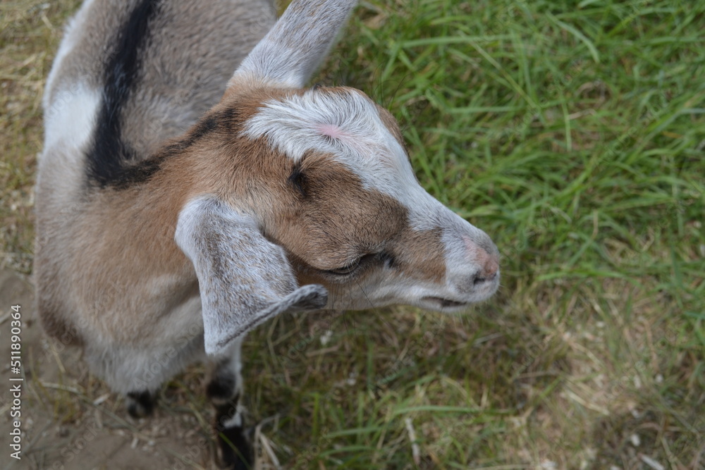 Obraz premium young goat on a farm