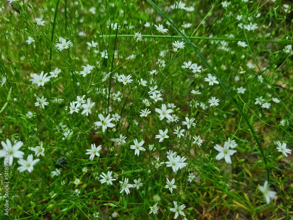 grass and flowers