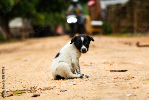 black and white dog