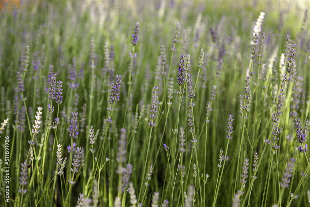 Lavender flowers in the field Lavender flowers in the field