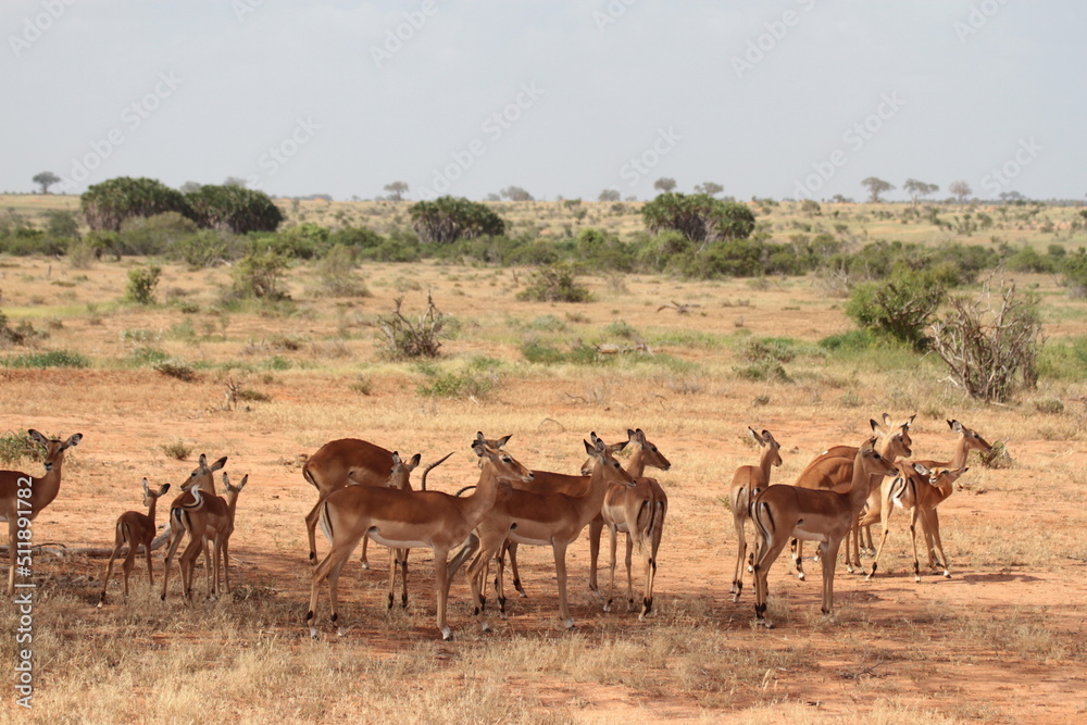 Naklejka premium ツァボで出会ったインパラの群れ