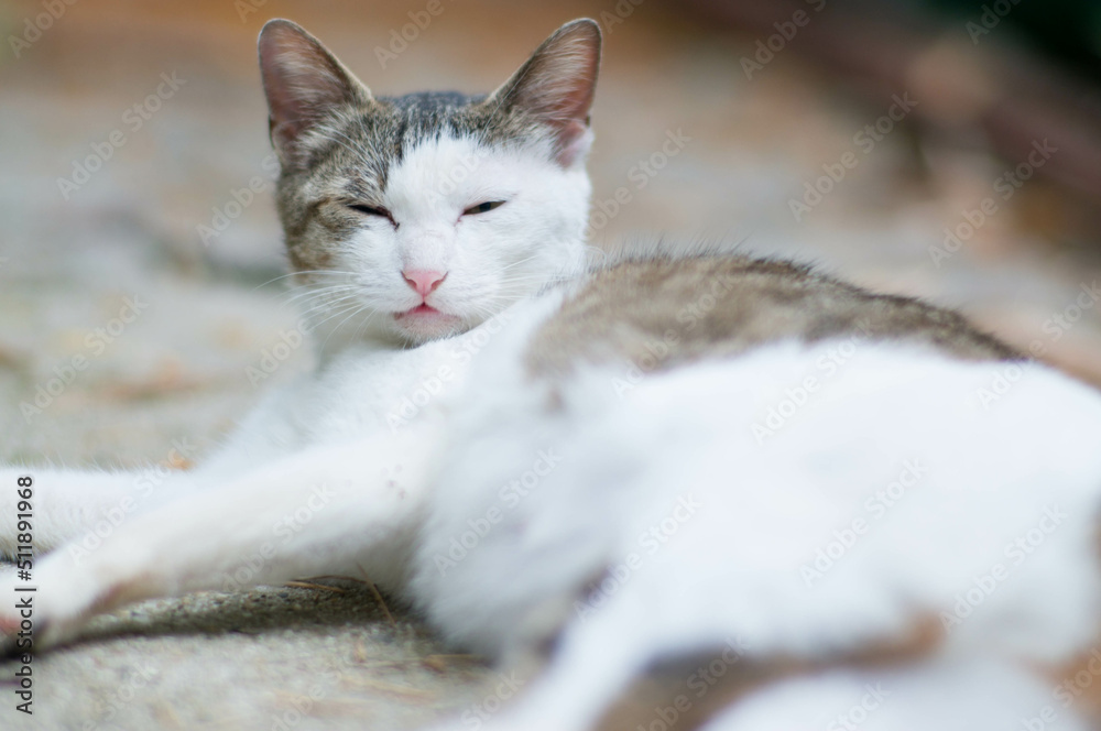 森でくつろぐ野良猫
森でくつろぐ野良猫
