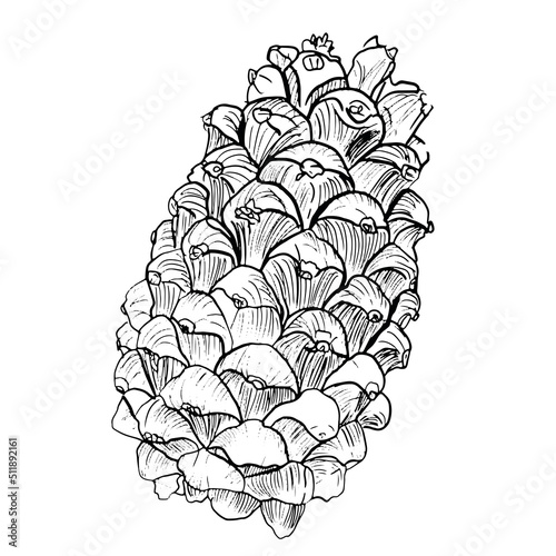 vector botanical pine cone, hand-drawn, isolated on a white background. Christmas cones drawn in a linear style