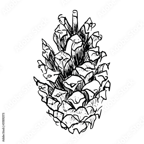 vector botanical pine cone, hand-drawn, isolated on a white background. Christmas cones drawn in a linear style