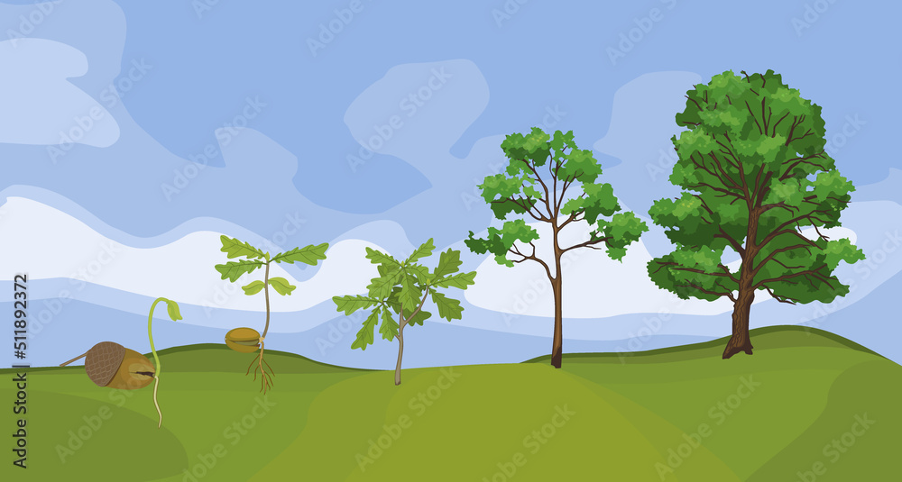 Summer landscape with life cycle of oak tree. Growth stages from acorn and sprout to old tree