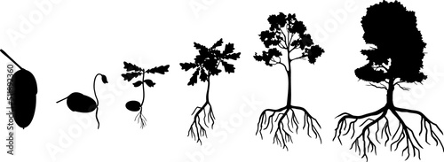 Black silhouette of life cycle of oak tree. Growth stages from acorn and sprout to old tree with root system isolated on white background