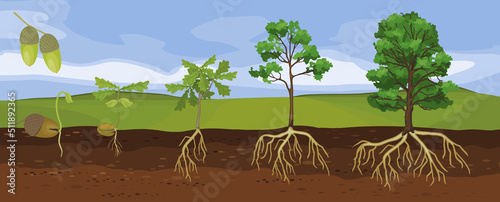 Summer landscape with life cycle of oak tree. Growth stages from acorn and sprout to old tree with root system