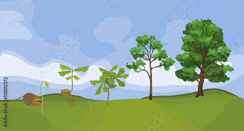 Summer landscape with life cycle of oak tree. Growth stages from acorn and sprout to old tree