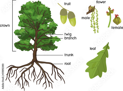 Botanical illustration with Oak tree with root system, branch with female and male flowers, acorn and green leaf isolated on white background
