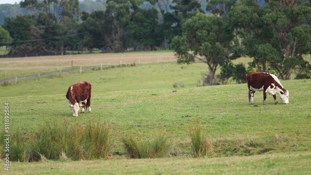 Hereford cows in a field on a regenerative agriculture farm. 