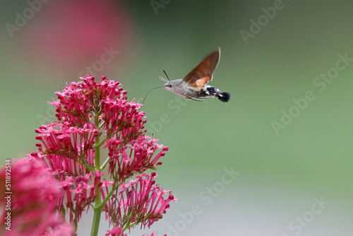 hummingbird butterfly on red flower