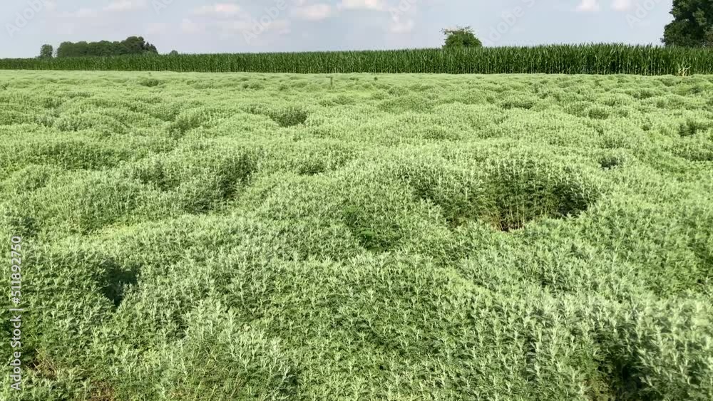 Slider motion on large cultivation of absinthe in Pancalieri, Piedmont, Italy. Famous area for the cultivation of aromatic and pharmaceutical herbs Slider motion on large cultivation of absinthe in Pancalieri, Piedmont, Italy. Famous area for the cultivation of aromatic and pharmaceutical herbs