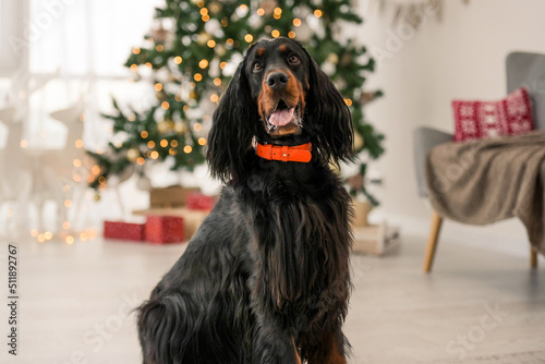Foto Gordon setter in Christmas time