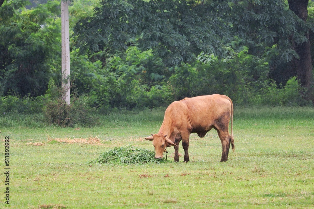 The brown ox is eating grass in the meadow in the good day.