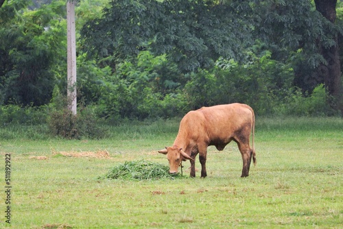 The brown ox is eating grass in the meadow in the good day.