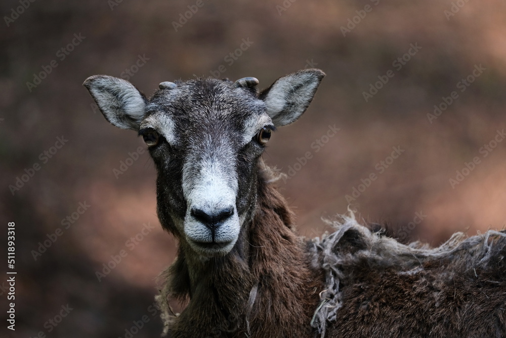 Mufflon - Ovis gmelini Mufflon - Ovis gmelini