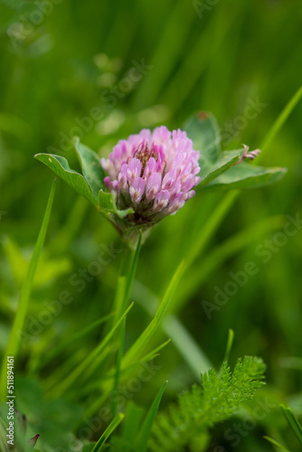 Red clover blossom in a meadow
