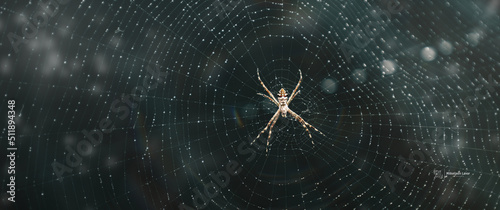 Stampa su tela spider on the web