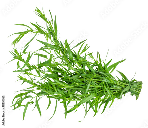 Tarragon bunch isolated on a white background