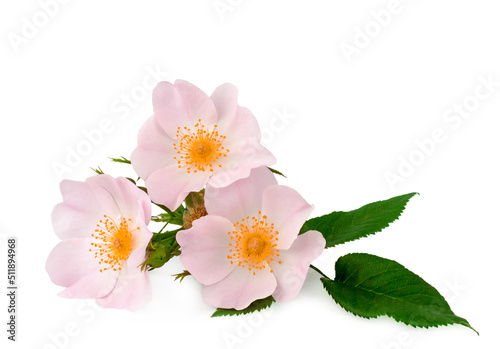 Wild rose flowers isolated on a white background, top view photo