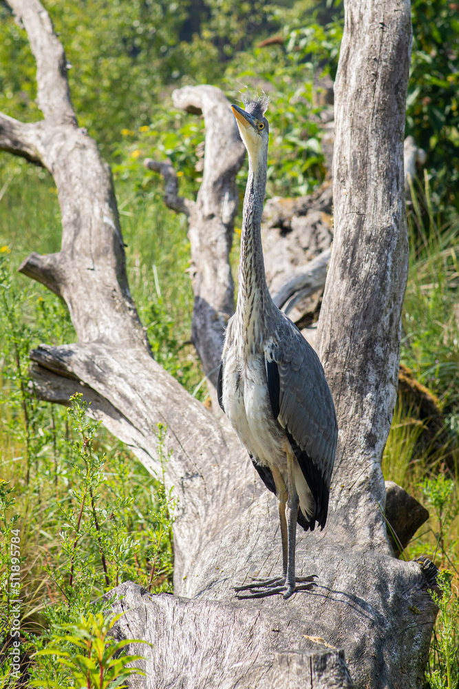 Grey heron young bird on a big wood log looking straight to the camera. Herring bird close photo in natural environment.
