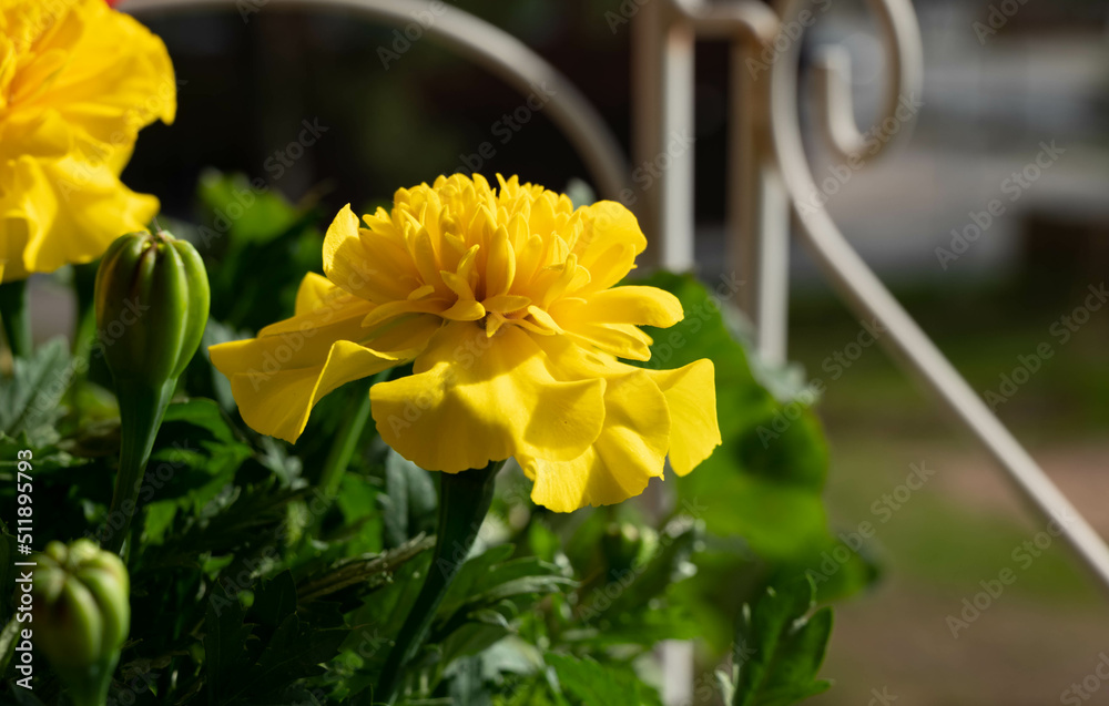 Fototapeta premium yellow marigold flower