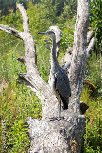 Obraz na płótnie Grey heron young bird on a big wood log looking straight to the camera. Herring bird close photo in natural environment. w salonie