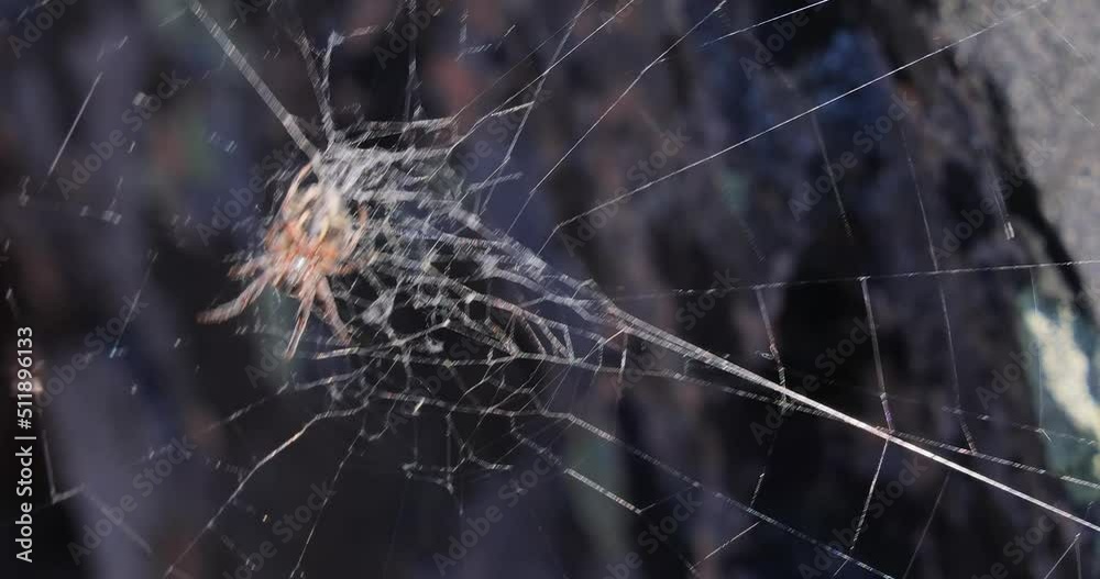 Spider on cobweb close-up waiting for the future victim Spider on cobweb close-up waiting for the future victim