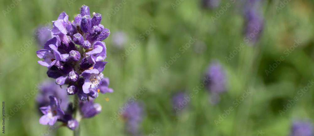 Sprig of blooming and fragrant lavender flower against a wide green blurred background. Widescreen image, space for text and design