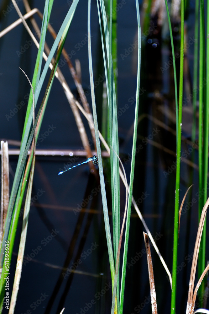 Obraz premium A Zygoptera on the pond grass