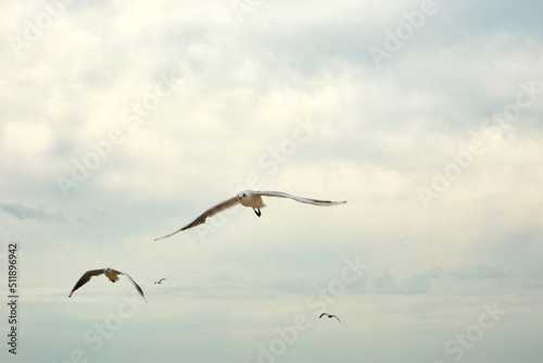 Seagulls birds in the sea