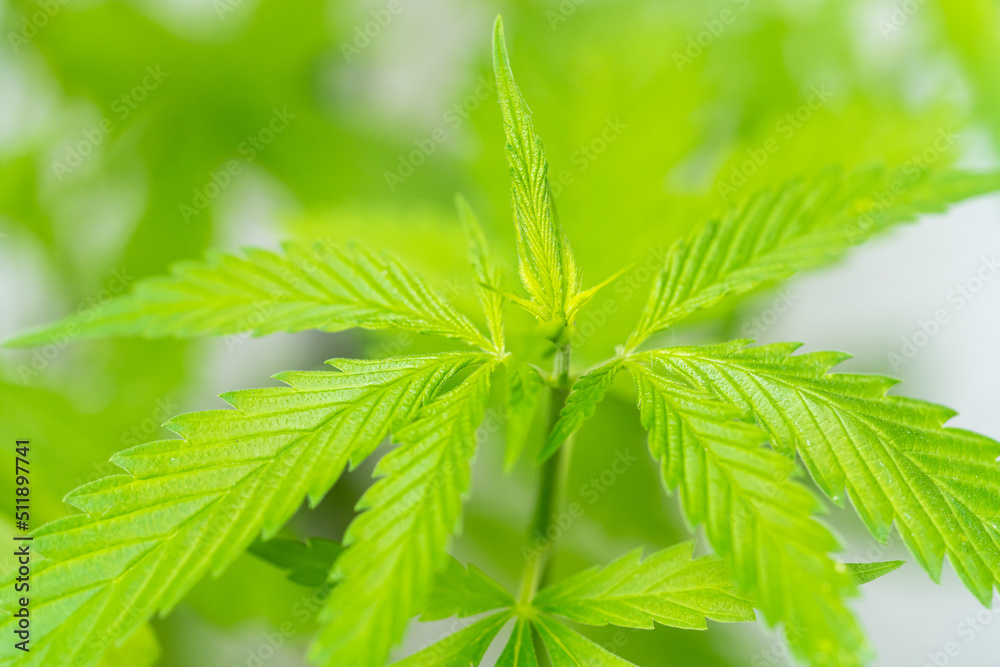 Close up of hemp plant leaves Close up of hemp plant leaves