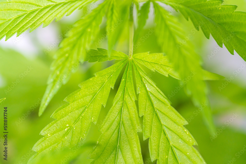 Close up of hemp plant leaves Close up of hemp plant leaves