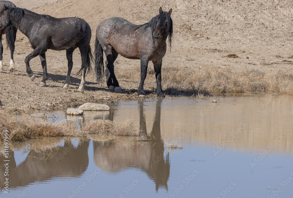 Fototapeta premium Wild Horses Drinking at Desert Waterhole in Utah in Spring