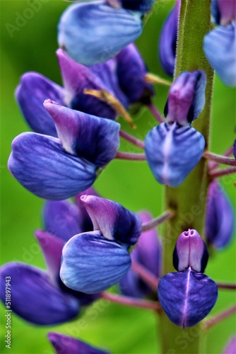 blue iris flower © стрекоза